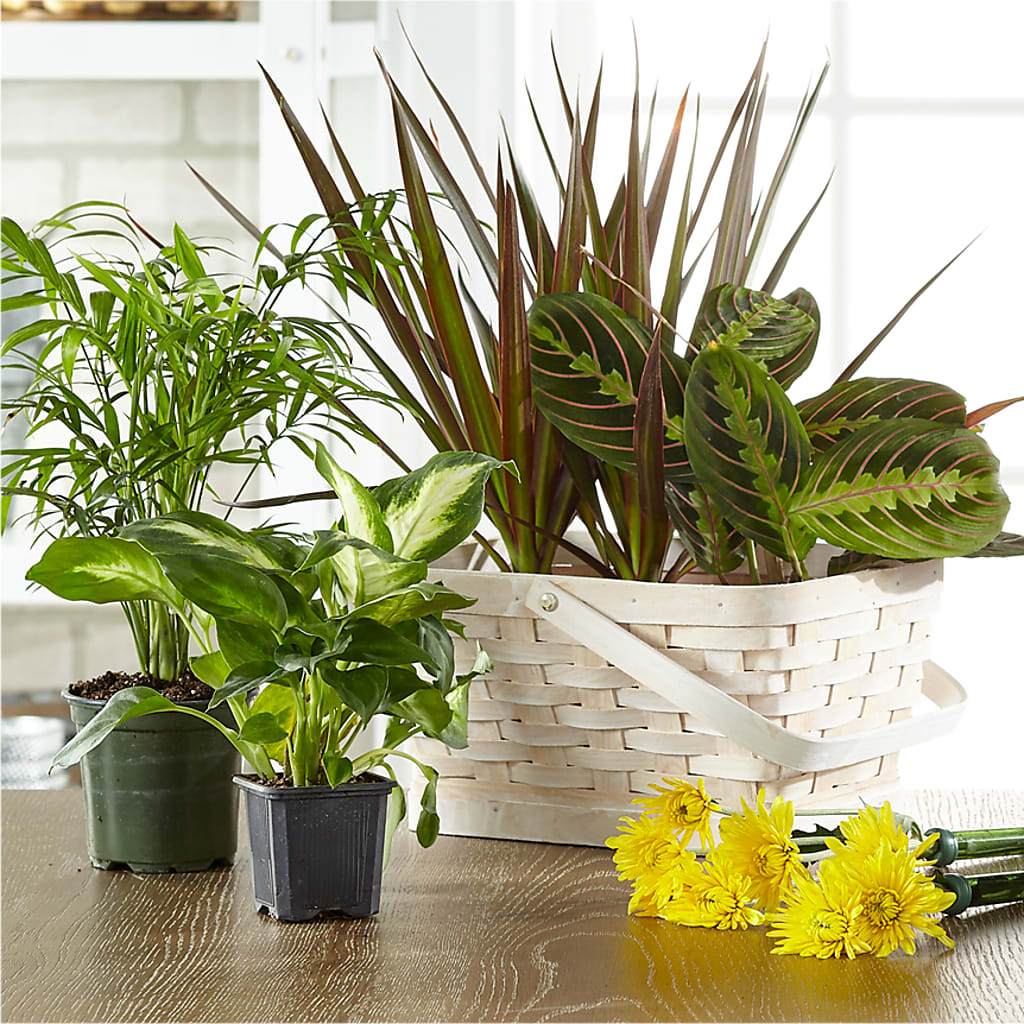 Florist Designed Blooming and Green Plants in a Basket – Russ, Lincoln NE