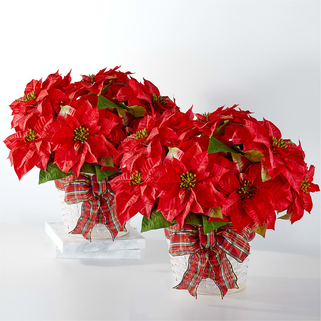 Happiest Holidays Poinsettia Bundle – Russ, Lincoln NE