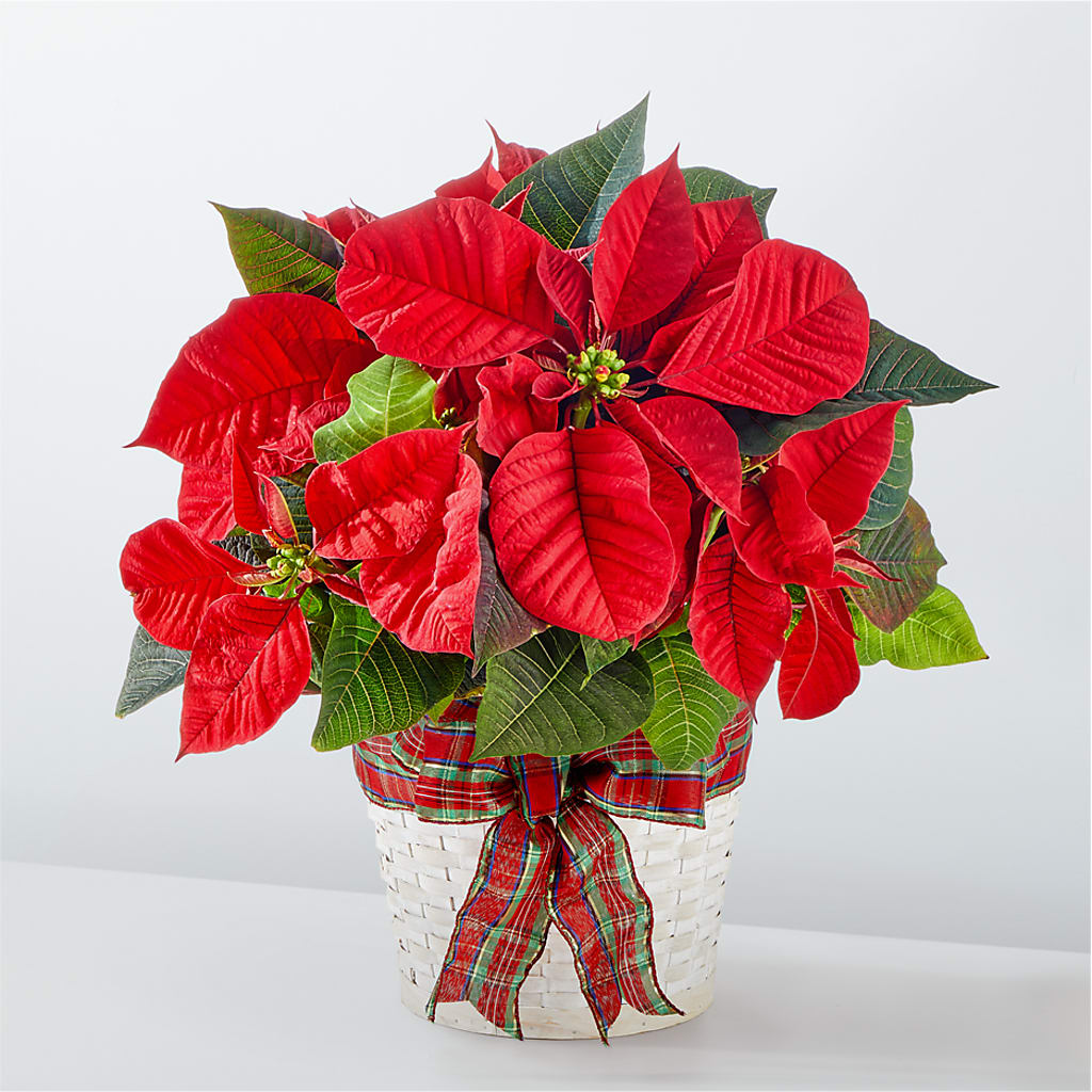 Happiest Holidays Poinsettia – Russ, Lincoln NE