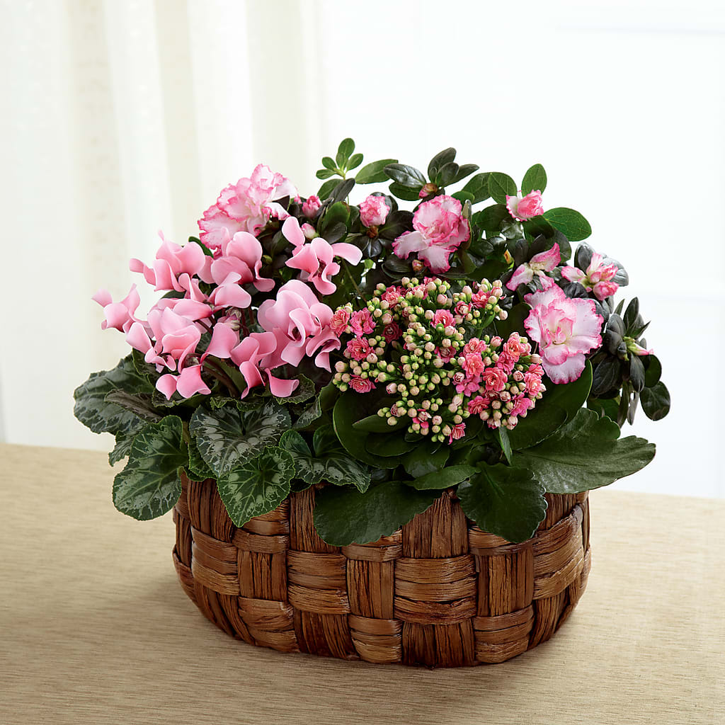 Pink Assortment – Russ, Lincoln NE