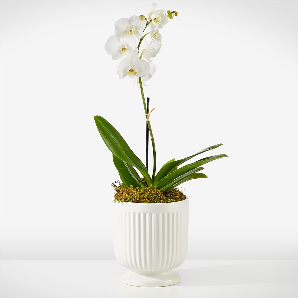 Whispering White Orchid – Russ, Lincoln NE