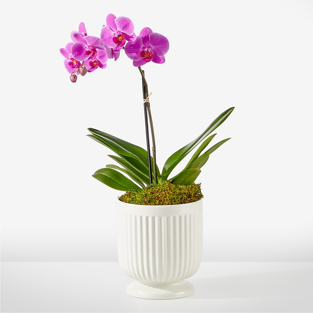 Friendly Fuchsia Orchid – Russ, Lincoln NE
