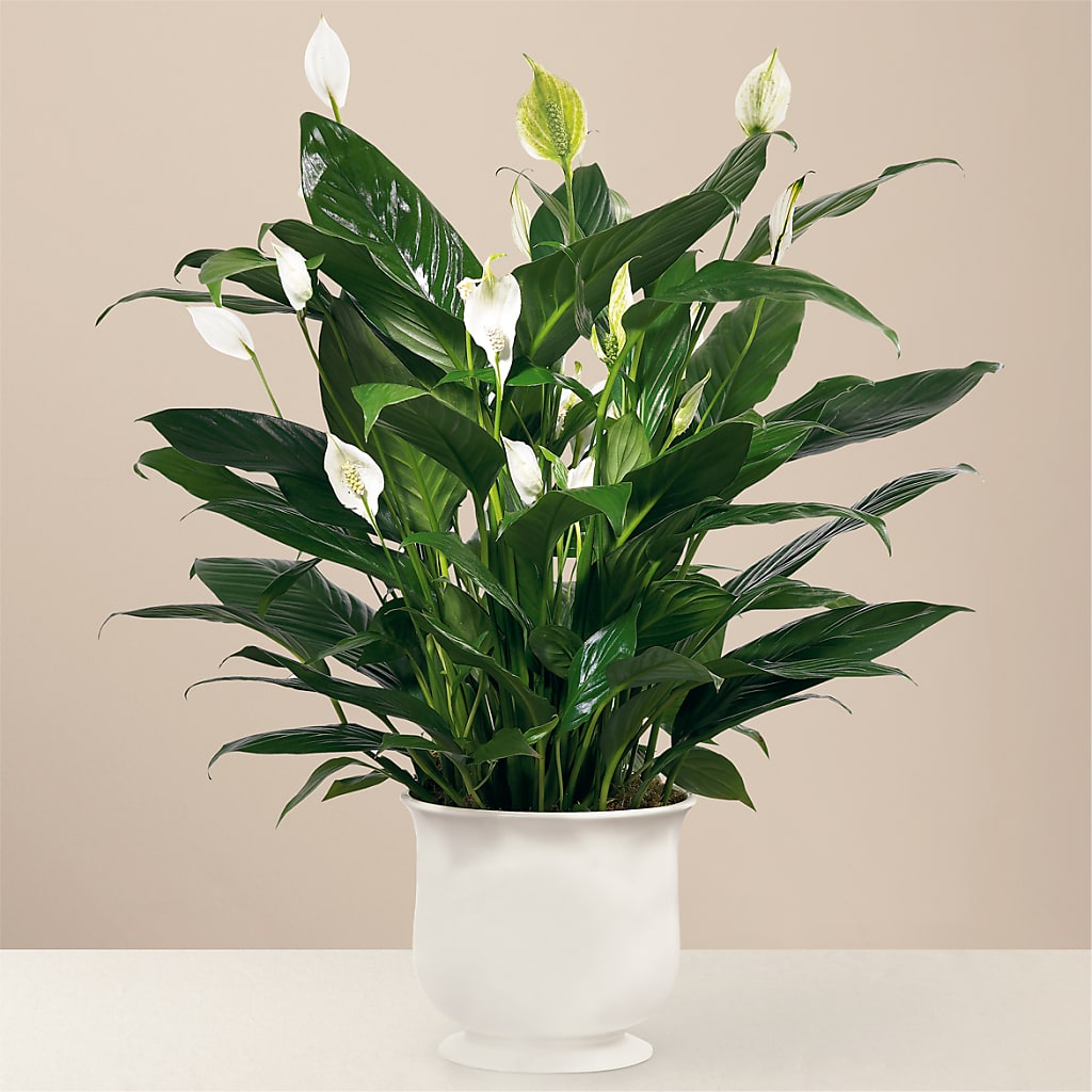 Comfort Planter – Russ, Lincoln NE