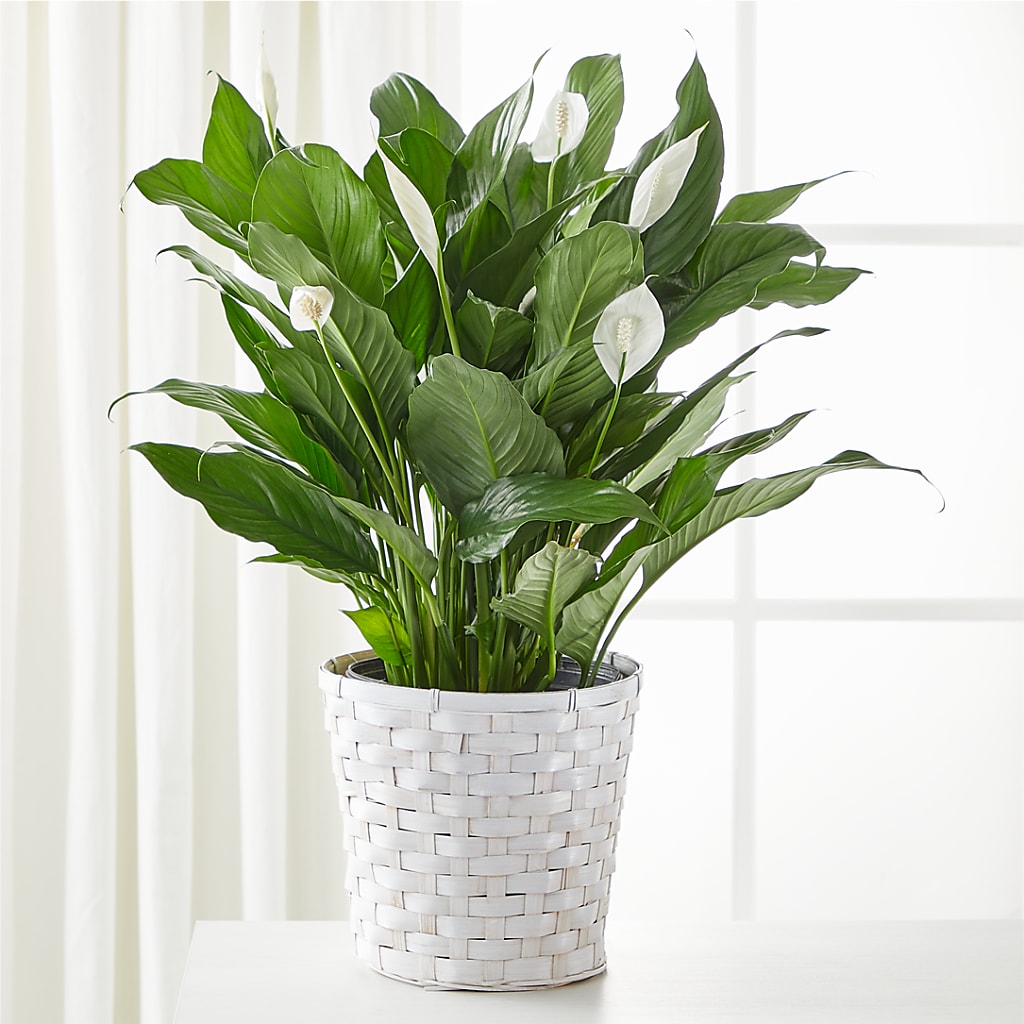 A New Leaf Peace Lily – Russ, Lincoln NE