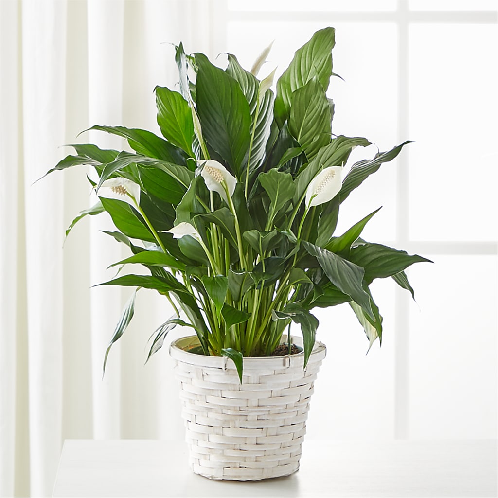 A New Leaf Peace Lily – Russ, Lincoln NE