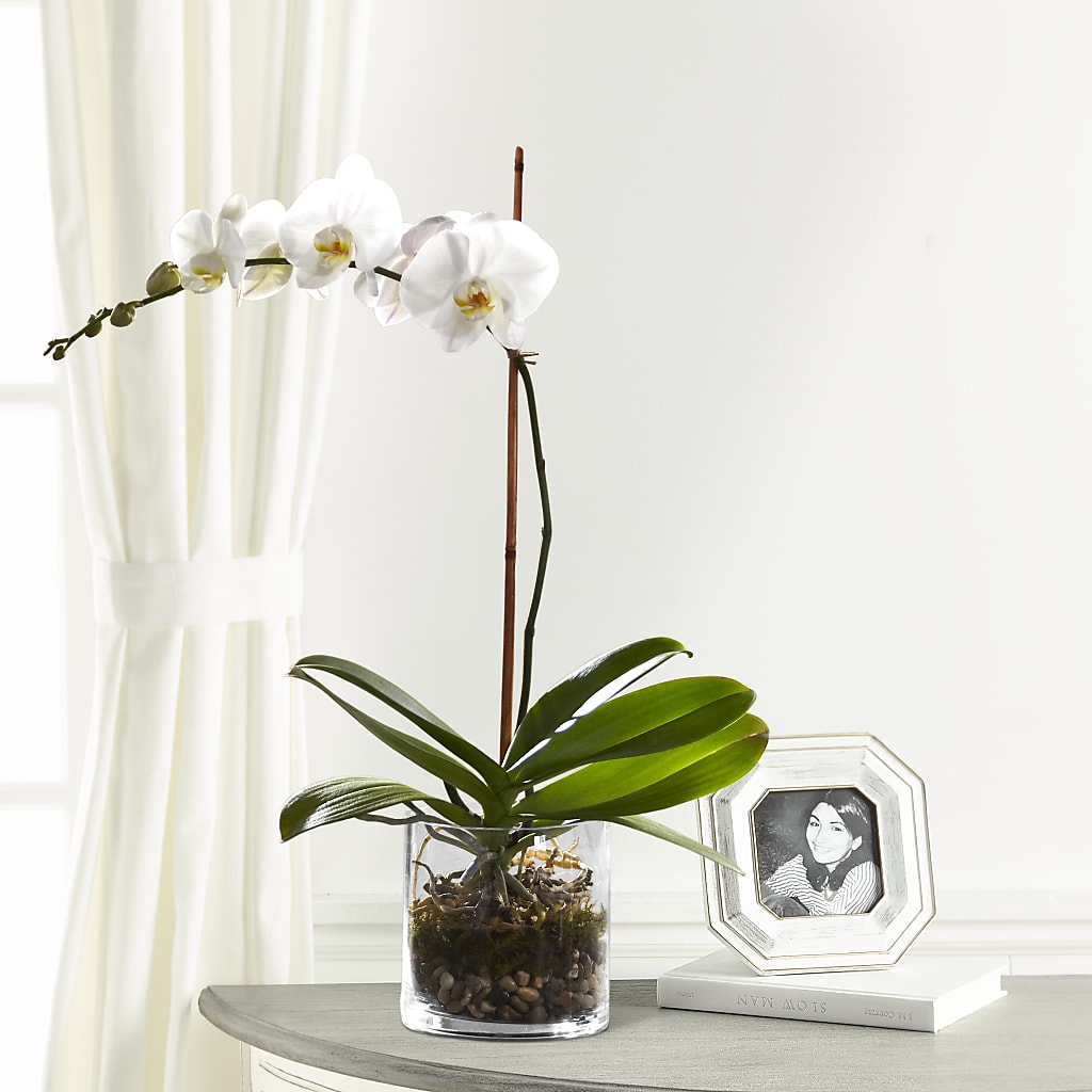 White Orchid Planter – Russ, Lincoln NE