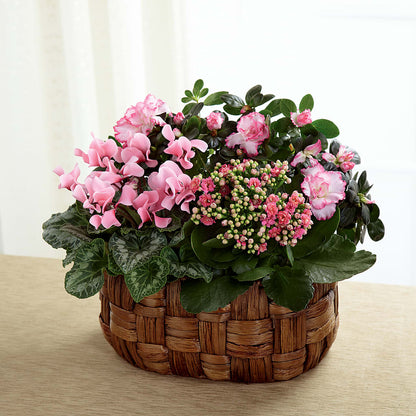 Pink Assortment –  Russ, Lincoln NE