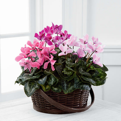 Mixed Cyclamen Planter –  Russ, Lincoln NE