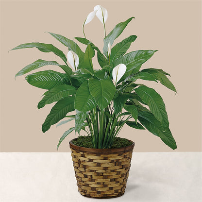 Tranquil Moments Peace Lily Plant –  Russ, Lincoln NE