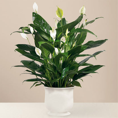 Comfort Planter –  Russ, Lincoln NE
