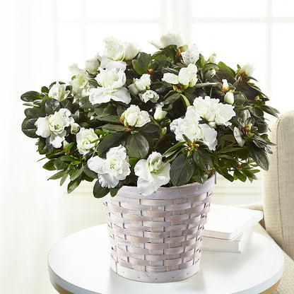White Azalea Plant –  Russ, Lincoln NE