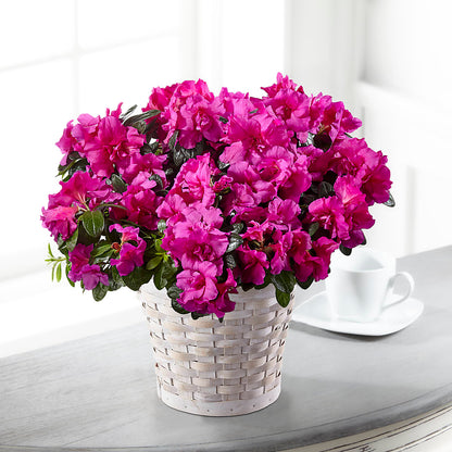Hope & Serenity Azalea Plant –  Russ, Lincoln NE