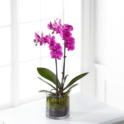 Pink Orchid Plant –  Russ, Lincoln NE