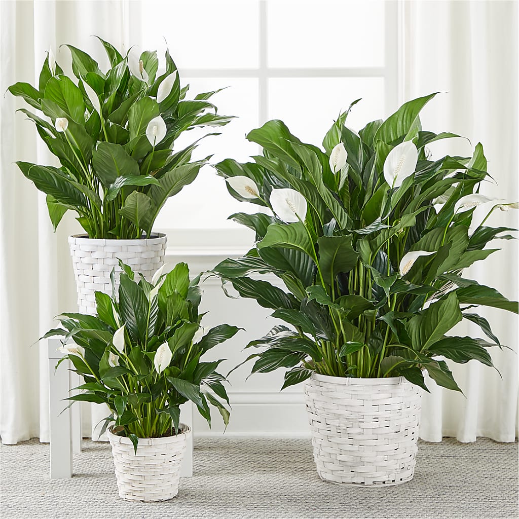 A New Leaf Peace Lily –  Russ, Lincoln NE