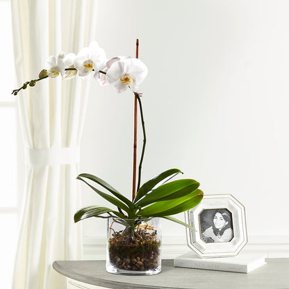 White Orchid Planter –  Russ, Lincoln NE
