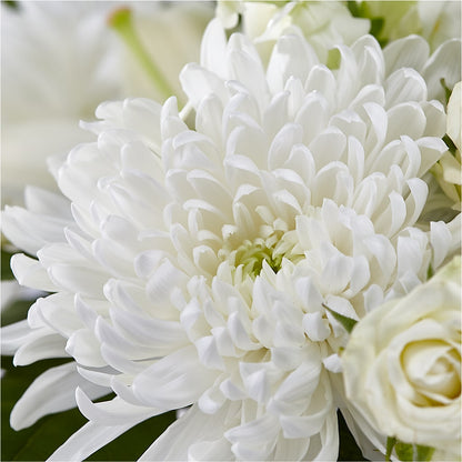 Classic Ivory – A Florist Original –  Russ, Lincoln NE